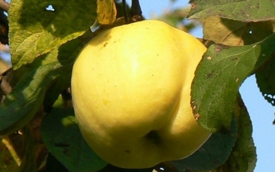 antonovka