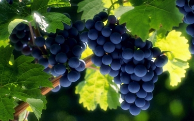 vinogr_vyatka